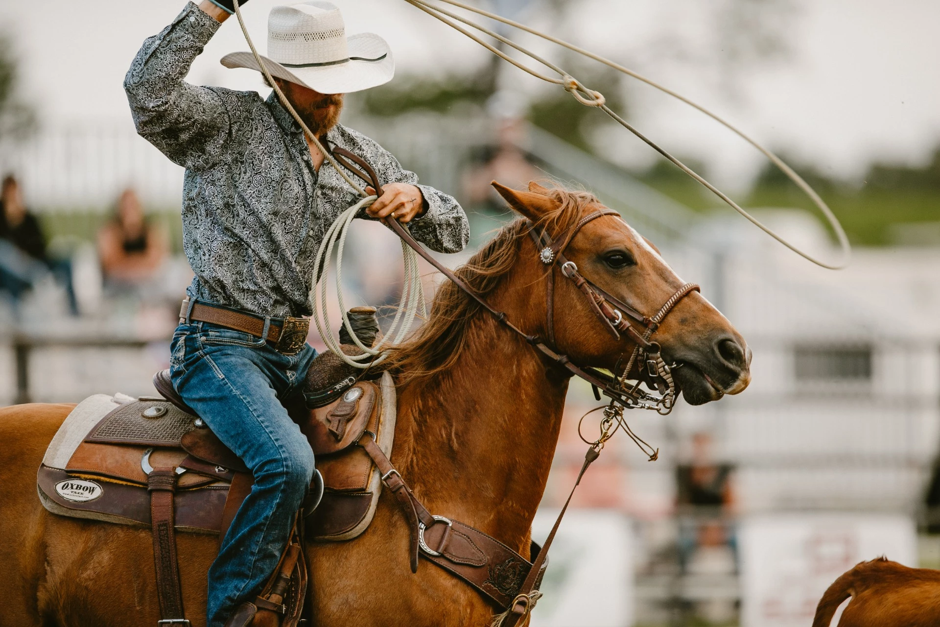 Holstein-2023_92A3296-6